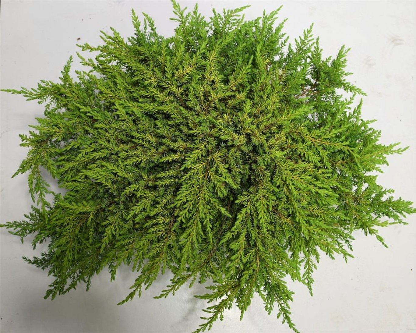 Juniperus comm. 'Lemon Carpet' - C7.5 40-50 CM